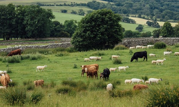Field of mixed cattle and sheep